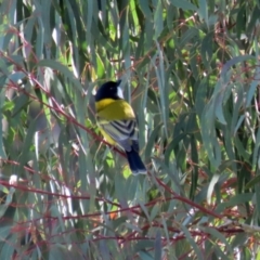 Pachycephala pectoralis at Paddys River, ACT - 12 May 2021