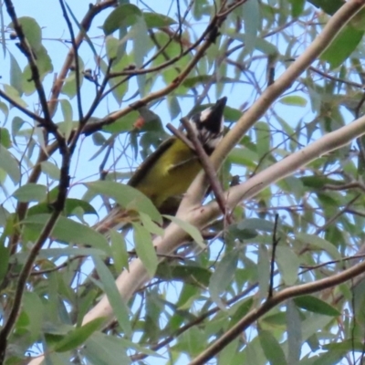 Falcunculus frontatus (Eastern Shrike-tit) at Paddys River, ACT - 12 May 2021 by RodDeb