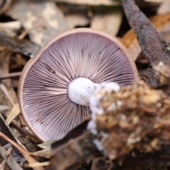 Lepista nuda at Paddys River, ACT - 12 May 2021