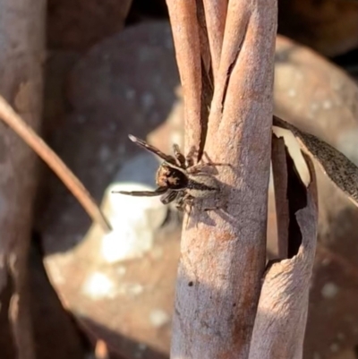 Jotus sp. (genus) (Unidentified Jotus Jumping Spider) at Murrumbateman, NSW - 12 May 2021 by SimoneC