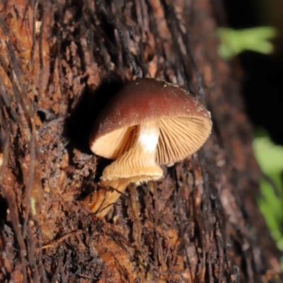 Descolea sp. at Acton, ACT - 11 May 2021 by TimL