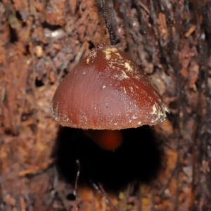 Descolea sp. at Acton, ACT - 11 May 2021 10:29 AM