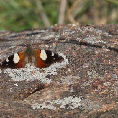 Vanessa itea (Yellow Admiral) at Cook, ACT - 13 May 2021 by Tammy