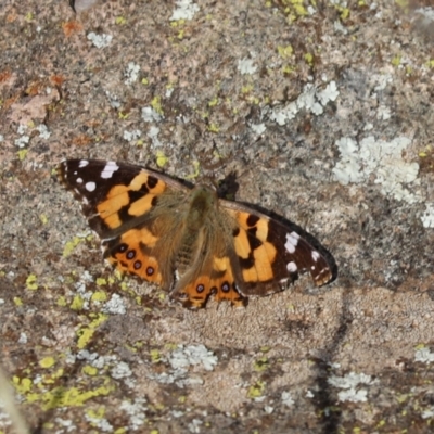 Vanessa kershawi (Australian Painted Lady) at Cook, ACT - 13 May 2021 by Tammy