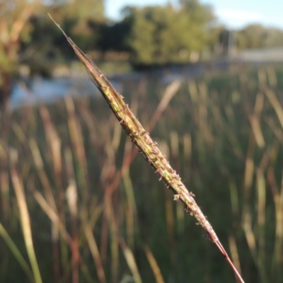 Bothriochloa macra (Red Grass, Red-leg Grass) at Tuggeranong Creek to Monash Grassland - 4 Mar 2021 by michaelb