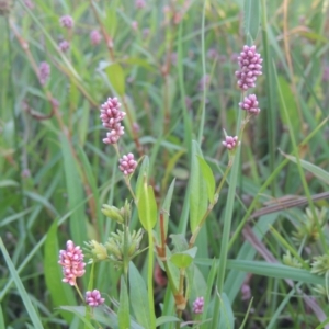 Persicaria decipiens at Monash, ACT - 4 Mar 2021