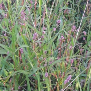 Persicaria decipiens at Monash, ACT - 4 Mar 2021