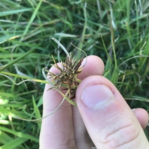 Cyperus congestus at Acton, ACT - 9 May 2021