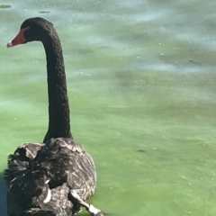 Cygnus atratus at Acton, ACT - 9 May 2021