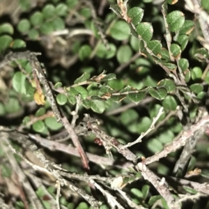 Bossiaea buxifolia at Hughes, ACT - 9 May 2021 05:25 PM