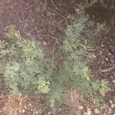 Acacia rubida (Red-stemmed Wattle, Red-leaved Wattle) at Hughes, ACT - 9 May 2021 by Tapirlord