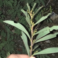 Acacia rubida at Hughes, ACT - 9 May 2021 05:26 PM