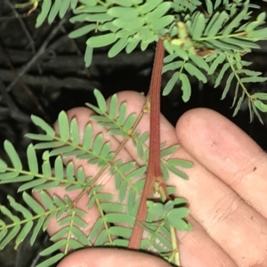 Acacia rubida at Hughes, ACT - 9 May 2021