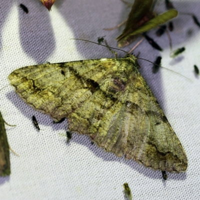 Gastrinodes argoplaca (Cryptic Bark Moth) at Paddys River, ACT - 12 Mar 2021 by ibaird