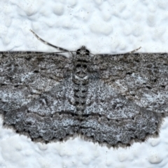 Ectropis fractaria (Ringed Bark Moth) at Ainslie, ACT - 8 May 2021 by jb2602