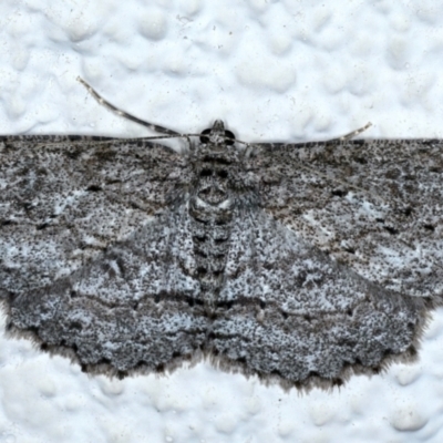 Ectropis fractaria (Ringed Bark Moth) at Ainslie, ACT - 8 May 2021 by jb2602