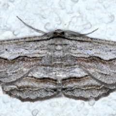 Euphronarcha luxaria (Striated Bark Moth) at Ainslie, ACT - 8 May 2021 by jb2602