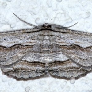 Euphronarcha luxaria at Ainslie, ACT - 8 May 2021