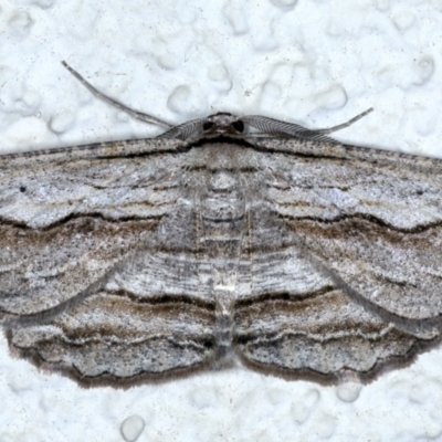 Euphronarcha luxaria (Striated Bark Moth) at Ainslie, ACT - 8 May 2021 by jbromilow50