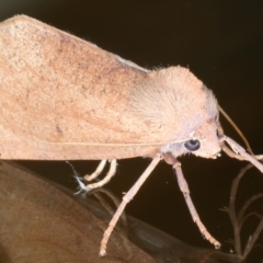 Fisera perplexata (Light-tan Crest-moth) at Ainslie, ACT - 8 May 2021 by jb2602