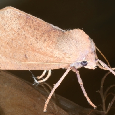 Fisera perplexata (Light-tan Crest-moth) at Ainslie, ACT - 8 May 2021 by jbromilow50