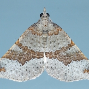 Anachloris uncinata at Ainslie, ACT - 8 May 2021