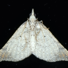 Anachloris uncinata at Ainslie, ACT - 8 May 2021