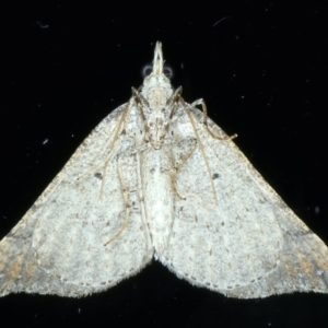 Anachloris uncinata at Ainslie, ACT - 8 May 2021