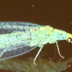 Apertochrysa edwardsi at Ainslie, ACT - 8 May 2021