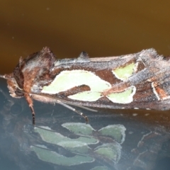 Cosmodes elegans (Green Blotched Moth) at Ainslie, ACT - 8 May 2021 by jb2602