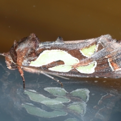 Cosmodes elegans (Green Blotched Moth) at Ainslie, ACT - 8 May 2021 by jb2602