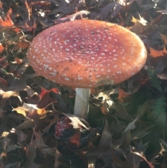 Amanita muscaria (Fly Agaric) at O'Connor, ACT - 13 May 2021 by Ned_Johnston