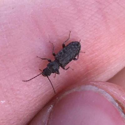 Meryx aequalis (Ulodid beetle) at Throsby, ACT - 13 May 2021 by Ned_Johnston