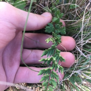 Cheilanthes sieberi subsp. sieberi at Throsby, ACT - 13 May 2021