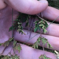 Cheilanthes sieberi subsp. sieberi at Throsby, ACT - 13 May 2021