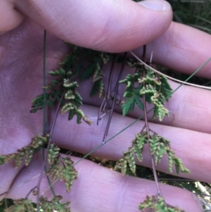 Cheilanthes sieberi subsp. sieberi at Throsby, ACT - 13 May 2021