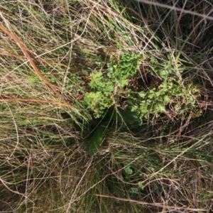 Cheilanthes sieberi subsp. sieberi at Throsby, ACT - 13 May 2021