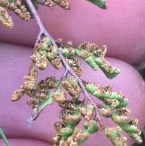 Cheilanthes sieberi subsp. sieberi at Throsby, ACT - 13 May 2021