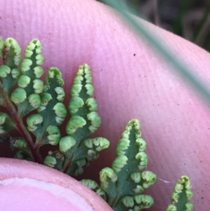 Cheilanthes sieberi subsp. sieberi at Throsby, ACT - 13 May 2021