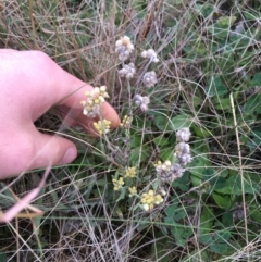 Pseudognaphalium luteoalbum (Jersey Cudweed) at Throsby, ACT - 13 May 2021 by NedJohnston