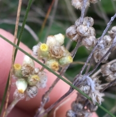 Pseudognaphalium luteoalbum at Throsby, ACT - 13 May 2021