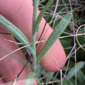 Pseudognaphalium luteoalbum at Throsby, ACT - 13 May 2021