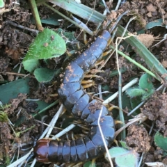 Cormocephalus sp.(genus) (Scolopendrid Centipede) at Throsby, ACT - 13 May 2021 by NedJohnston