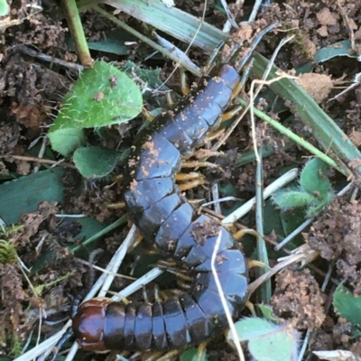 Cormocephalus sp.(genus) (Scolopendrid Centipede) at Throsby, ACT - 13 May 2021 by NedJohnston