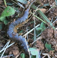 Cormocephalus sp.(genus) at Throsby, ACT - 13 May 2021