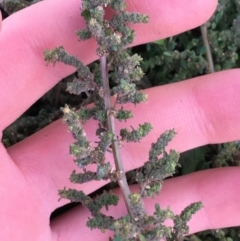 Dysphania pumilio (Small Crumbweed) at Throsby, ACT - 13 May 2021 by Ned_Johnston