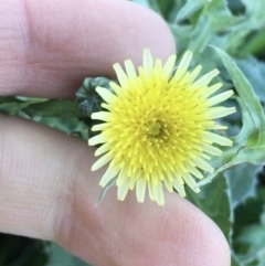 Sonchus asper (Prickly Sowthistle) at Throsby, ACT - 13 May 2021 by Ned_Johnston