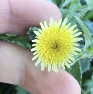 Sonchus asper at Throsby, ACT - 13 May 2021