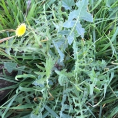 Sonchus asper at Throsby, ACT - 13 May 2021