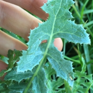 Sonchus asper at Throsby, ACT - 13 May 2021